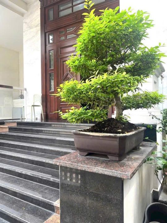 BIỆT THỰ GIÁ TỐT KDC HIM LAM – ĐƯỜNG SỐ 8 | QUẬN 7 – GÍA 60 TỶ TL
